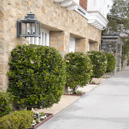 Waxleaf Privet, Ligustrum japonicum 'Texanum', Monrovia Plant