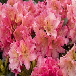 Miyama Dolcemente Rhododendron, Rhododendron 'Dolcemente' (H-3)