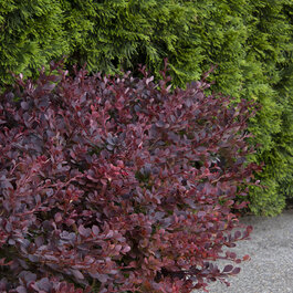Lava Nugget® Martha Barberry, Berberis thunbergii 'SMBTM' PP #30,594