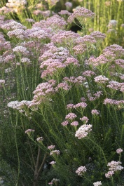 Dark Pink Rice Flower, Ozothamnus diosmifolius 'Dark Pink', Monrovia Plant