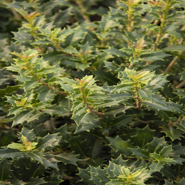 Crownshine™ Osmanthus, Osmanthus delavayi x heterophylla, Monrovia