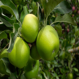 Granny Smith Apple, Malus x domestica 'Granny Smith', Monrovia Plant