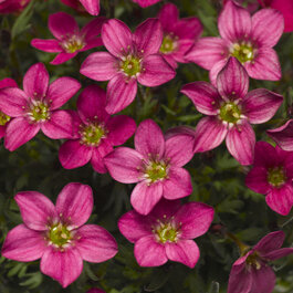 Alpino™ Early Carnival Saxifrage, Monrovia Plant