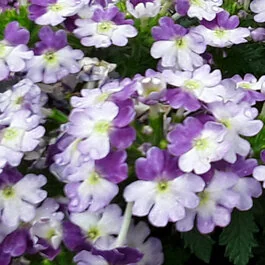 Vanessa™ Compact Verbena, Verbena x hortensis Vanessa™ Compact Series