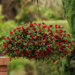 Kabloom™ Calibrachoa, Calibrachoa Kabloom™ Series, Monrovia Plant