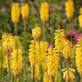 Lemon Popsicle Dwarf Poker, Kniphofia hybrid 'Lemon Popsicle' PP