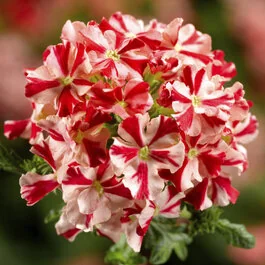 Lanai® Compact Verbena, Verbena Lanai® Compact Series Patented