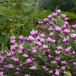 Javelin Forte™ Deep Rose Spanish Lavender, Monrovia Plant