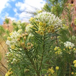 Monarch Magnet Pineleaf Milkweed, Asclepias linaria 'Monarch