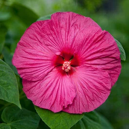 Honeymoon™ Rose Hibiscus, Hibiscus moscheutos, Monrovia Plant