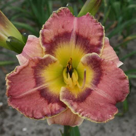 Radiant Skye® Daylily, Hemerocallis x 'MON9146' PPAF, Monrovia Plant