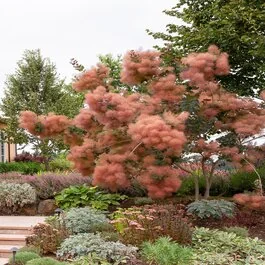 Grace Smoke Tree, Cotinus x 'Grace', Monrovia Plant