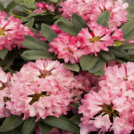 Sneezy Rhododendron, Rhododendron x 'Sneezy' (H-2), Monrovia Plant