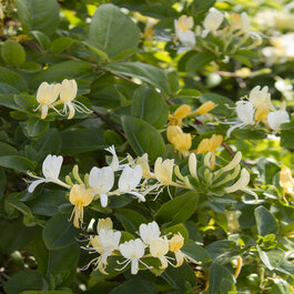Hall's Japanese Honeysuckle, Lonicera japonica 'Halliana', Monrovia Plant