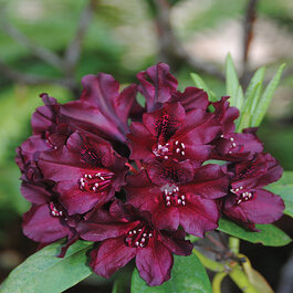 Dark Lord Rhododendron, Rhododendron x 'Dark Lord' (H-1), Monrovia Plant