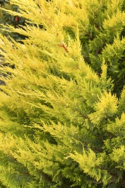 Gold Rider Leyland Cypress, x Cupressocyparis leylandii 'Gold Rider'