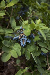 Creeping Oregon Grape