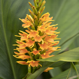 Mishmi Fire™ Gingerlily, Hedychium coccineum 'DH16057', Monrovia Plant