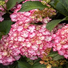 seri　プレミアムステージ２枚セット　ベリーハッピーフラワー Seaside Serenade® Fire Island Hydrangea, Monrovia Plant