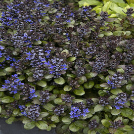 bill plants Erodium chrysanthum, Yellow Heron's Bill