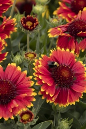 Sunset Flash Blanket Flower, Monrovia Plant