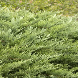 Arcadia Juniper, Juniperus sabina 'Arcadia', Monrovia Plant