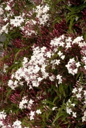 Live Jasminum Polyanthemum Plant - 1 Gallon Pot - Fragrant Pink & White Jasmine Vine
