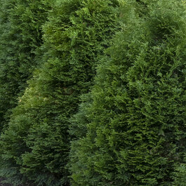 Emerald Green Arborvitae, Thuja occidentalis 'Smaragd', Monrovia Plant