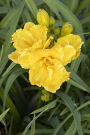Saffron Skye® Daylily, Hemerocallis x 'MON9010' PPAF, Monrovia Plant