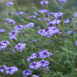 De La Mina Verbena, Verbena lilacina 'De La Mina', Monrovia Plant