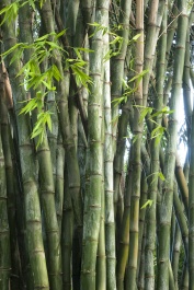 Giant Timber Bamboo, Bambusa oldhamii, Monrovia Plant