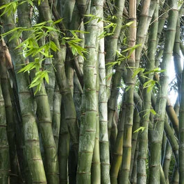 Giant Timber Bamboo, Bambusa oldhamii, Monrovia Plant