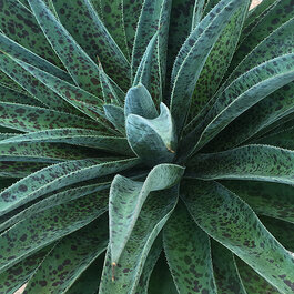 Pineapple Express Mangave, x Mangave 'Pineapple Express' PP #28,613