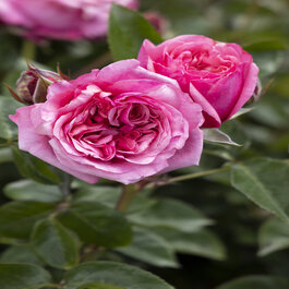 Eau De Parfum® Blush Rose, Rosa 'Noa1811108' PP #29,988, Monrovia