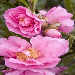 Marge Miller Camellia, Camellia sasanqua 'Marge Miller', Monrovia