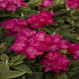Hellikki Rhododendron, Rhododendron x 'Hellikki' (H-1), Monrovia Plant