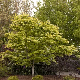 Osakazuki Japanese Maple, Acer palmatum 'Osakazuki', Monrovia Plant