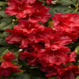 Scarlet Wonder Dwarf Rhododendron, Rhododendron x 'Scarlet Wonder' (H-2)