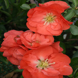 Double Take Orange™ Flowering Quince, Monrovia Plant