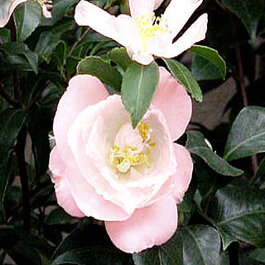April Blush Camellia, Camellia japonica 'April Blush', Monrovia Plant