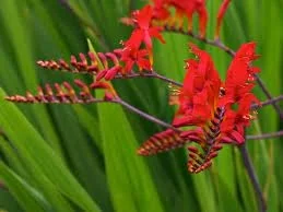 LuciferMoncler HIMALAYA レディース サイズ4 Lucifer Montbretia, Crocosmia 'Lucifer', Monrovia Plant