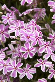 Candy Stripe Creeping Phlox, Phlox subulata 'Candy Stripe