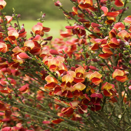 Lena Scotch Broom, Cytisus x 'Lena' (Dallimorei hybrid), Monrovia