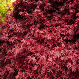 Shaina Japanese Maple, Acer palmatum 'Shaina', Monrovia Plant