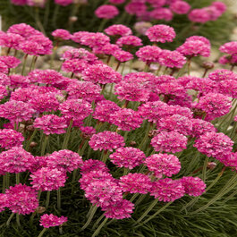Splendens Splendens Thrift, Armeria maritima 'Splendens', Monrovia Plant