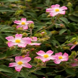 専用　596【Ashwood nurseries】【PINK ICE】 rest_5_5_5591.jpeg