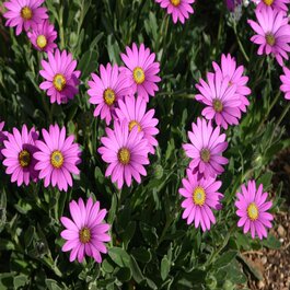 Purple Mountain® Sun Daisy, Osteospermum barberiae var. compactum
