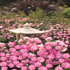 party dress groundcover rose Flower Carpet® Pink Splash Rose, Rosa x 'Noasplash' PP #24,359