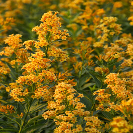 Orange Peel Jessamine, Cestrum 'Orange Peel', Monrovia Plant