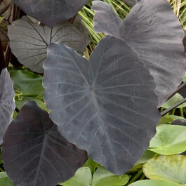rose black baccara plant Black Baccara Potted Rose